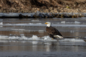 Bald eagle sitting on a frozen river