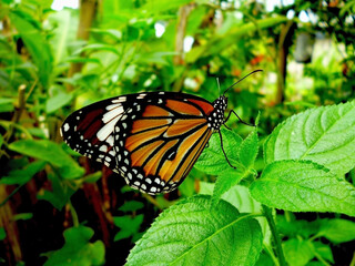 Tropical monarch butterfly with orange wings and black lines