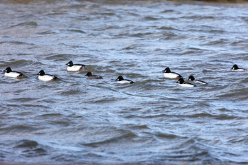 Flock of common goldeneye - 
Bucephala clangula on the river
