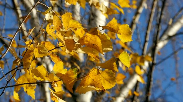 yellow birch leaves rustle close-up