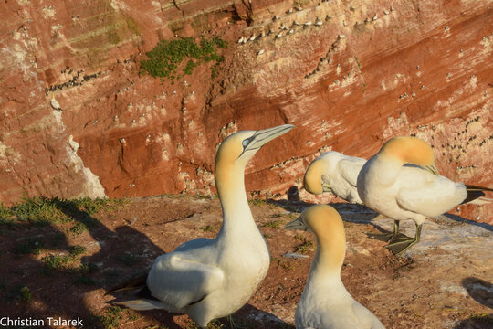 Basst&ouml;lpel auf Helgoland 