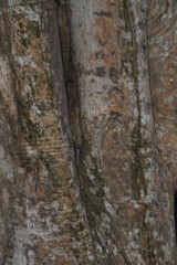 Amazing camouflage - snake in the crack of a tree in jungle