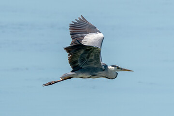 Ardea cinerea - Starc cenusiu - Grey heron