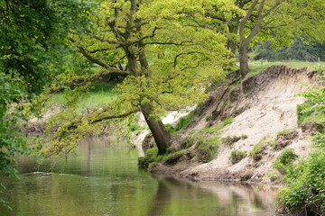 Fototapeta na wymiar Baum am Fluss