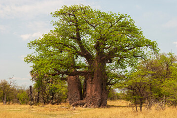 Fototapeta na wymiar baobab tree