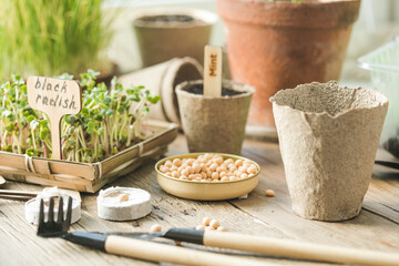 Seedlings in biodegradable pots on wooden table. Green plants in peat pots. Trays for agricultural...