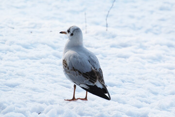 white tern standing in the snow