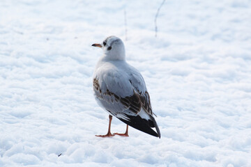 white tern standing in the snow