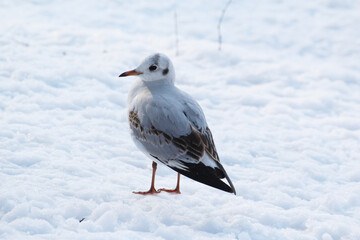 white tern standing in the snow