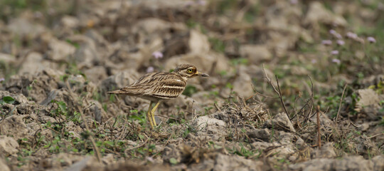 Stone Curlew is mostly seen at cultivation area of framland.