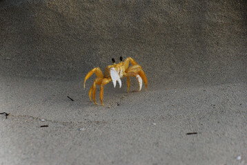 crab on the sand