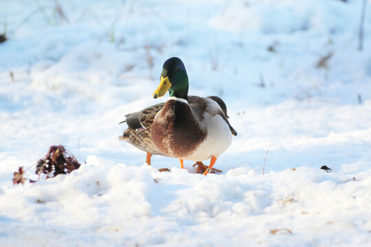 colorful duckling on white snow