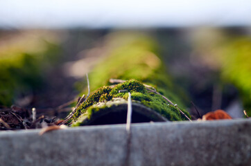 Photo of green moss on the roof
