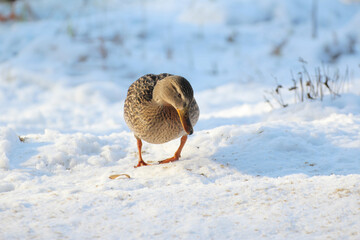 female ducklings walking on snow © Paulina