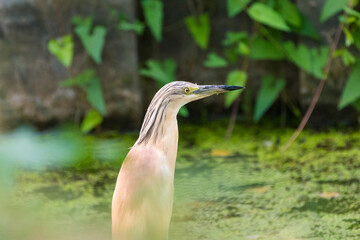 Ardeola ralloides - Starc galben - Squacco heron