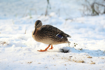 female ducklings walking on snow