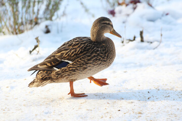 female ducklings walking on snow © Paulina