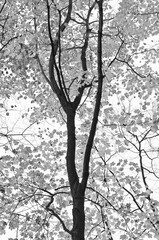 582-42 Backlit Maple Tree