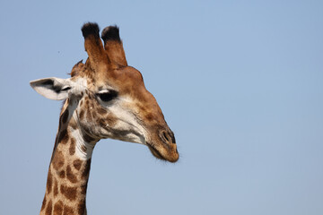 Giraffe / Giraffe / Giraffa Camelopardalis