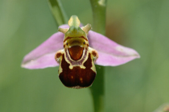 Ophrys abeille