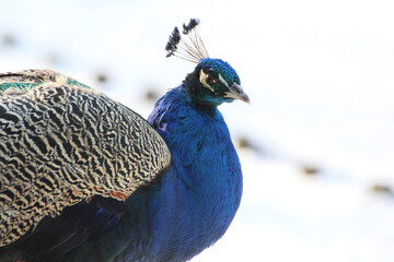 blue head of a peacock on a background of white snow in winter