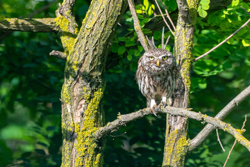 Athene noctua - Cucuvea - Little owl