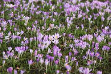 natural spring texture of many lilac crocus flowers 
