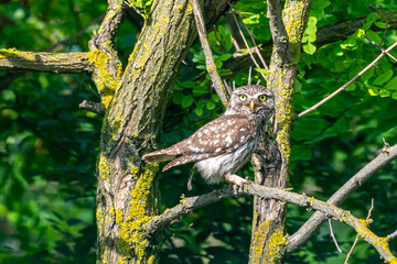 Athene noctua - Cucuvea - Little owl