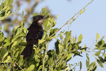 Jakobinerkuckuck / Jacobin cuckoo / Clamator jacobinus..