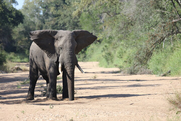 Afrikanischer Elefant / African elephant / Loxodonta africana
