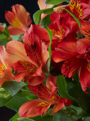 Modern flower bouquet of different colors, colorful bouquet of flowers.Gerberas, daisies, and Eustoma. Colorful background. Colorful postcard. Christmas card.