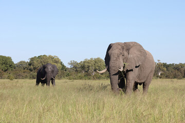 Afrikanischer Elefant / African elephant / Loxodonta africana