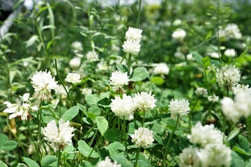 タイトル : White Clover flowers - クローバー 白い花