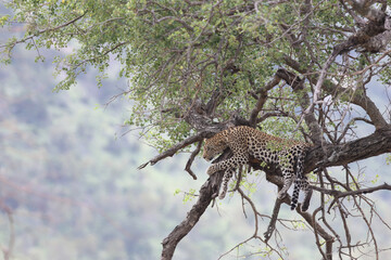 Leopard / Leopard / Panthera pardus.