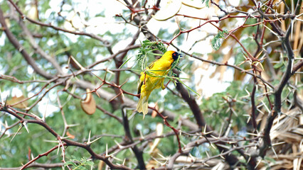 Masked weaver bird nest building
