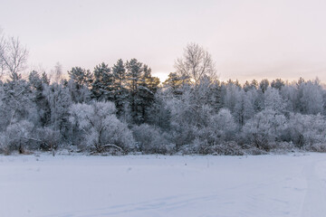 Winter beautiful landscape with trees covered with hoarfrost