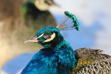 blue head of a peacock on a background of white snow in winter © Paulina