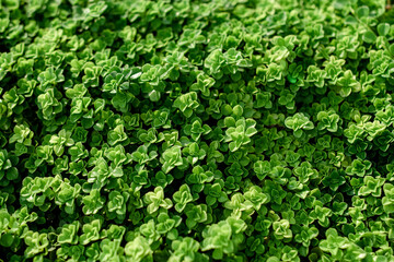 Various colored leaves in Thailand