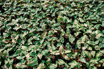 Various colored leaves in Thailand