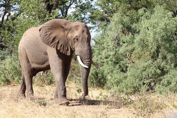 Afrikanischer Elefant / African elephant / Loxodonta africana