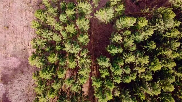 Flug &uuml;ber einem Wald