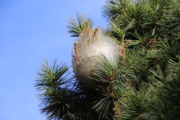 Nid de chenille processionnaire.