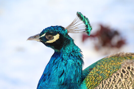 blue head of a peacock on a background of white snow in winter