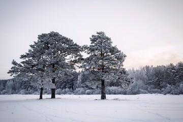 Scenery. Winter, cold day. In a white, snowy field there are single, relict pines. Blue sky above the horizon.