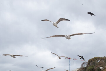 Flock of seagulls in the dramatic dark sky