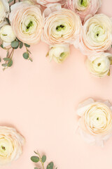 Floral flat lay background with fresh blush ranunculus flowers