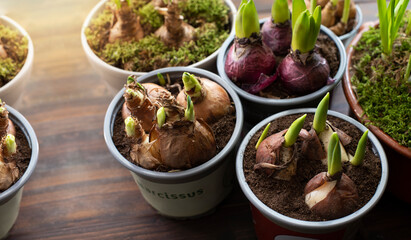 spring bulbs ready to plant