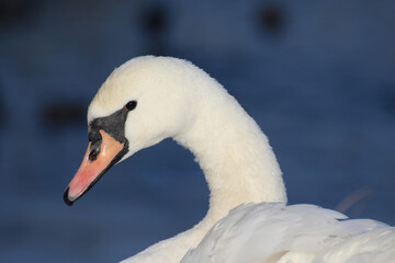 head of a white swan on a blue background © Paulina