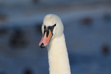 head of a white swan on a blue background © Paulina