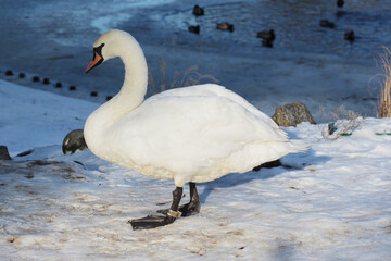 white swan on snow in winter © Paulina